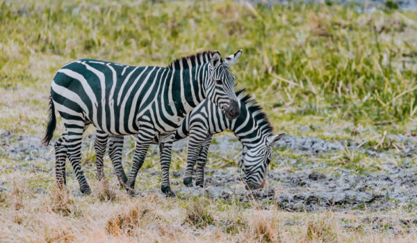 Akagera National Park