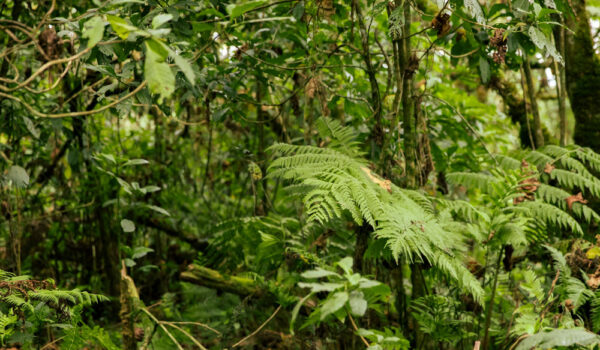 Gishwati-Mukura National Park