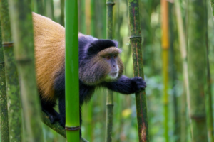 Discover affordable car hire options in Kigali with a range of vehicles to suit your budget and needs. Explore top attractions and book your rental today.